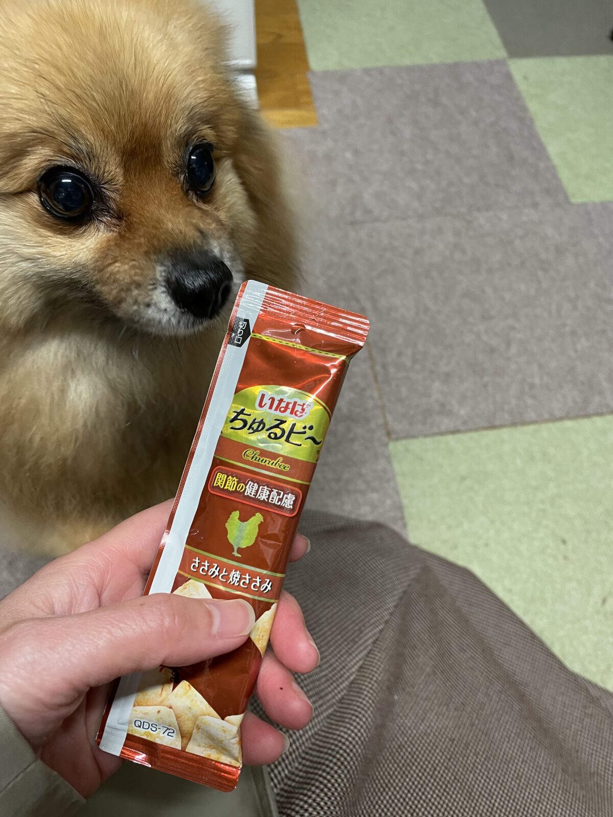 船橋市リピート様　すみれちゃんのお世話報告