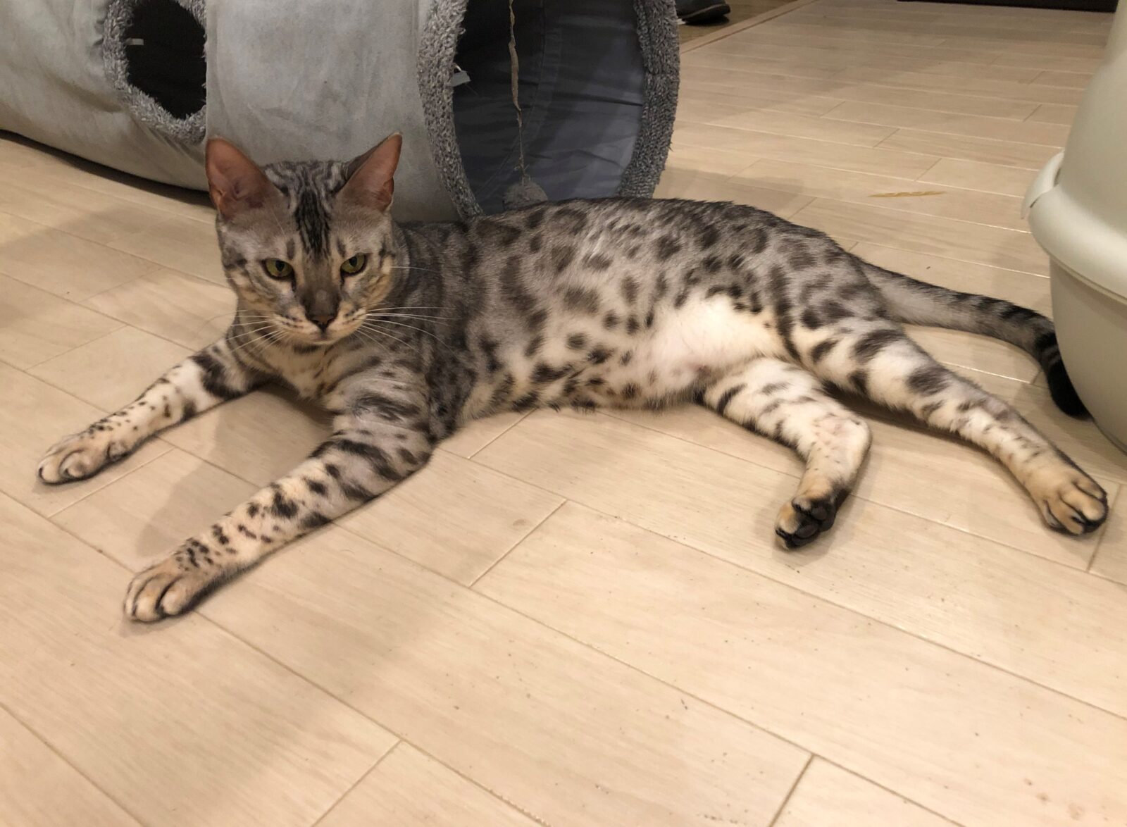 伊勢原市　とんかつくん　リピートのご依頼③