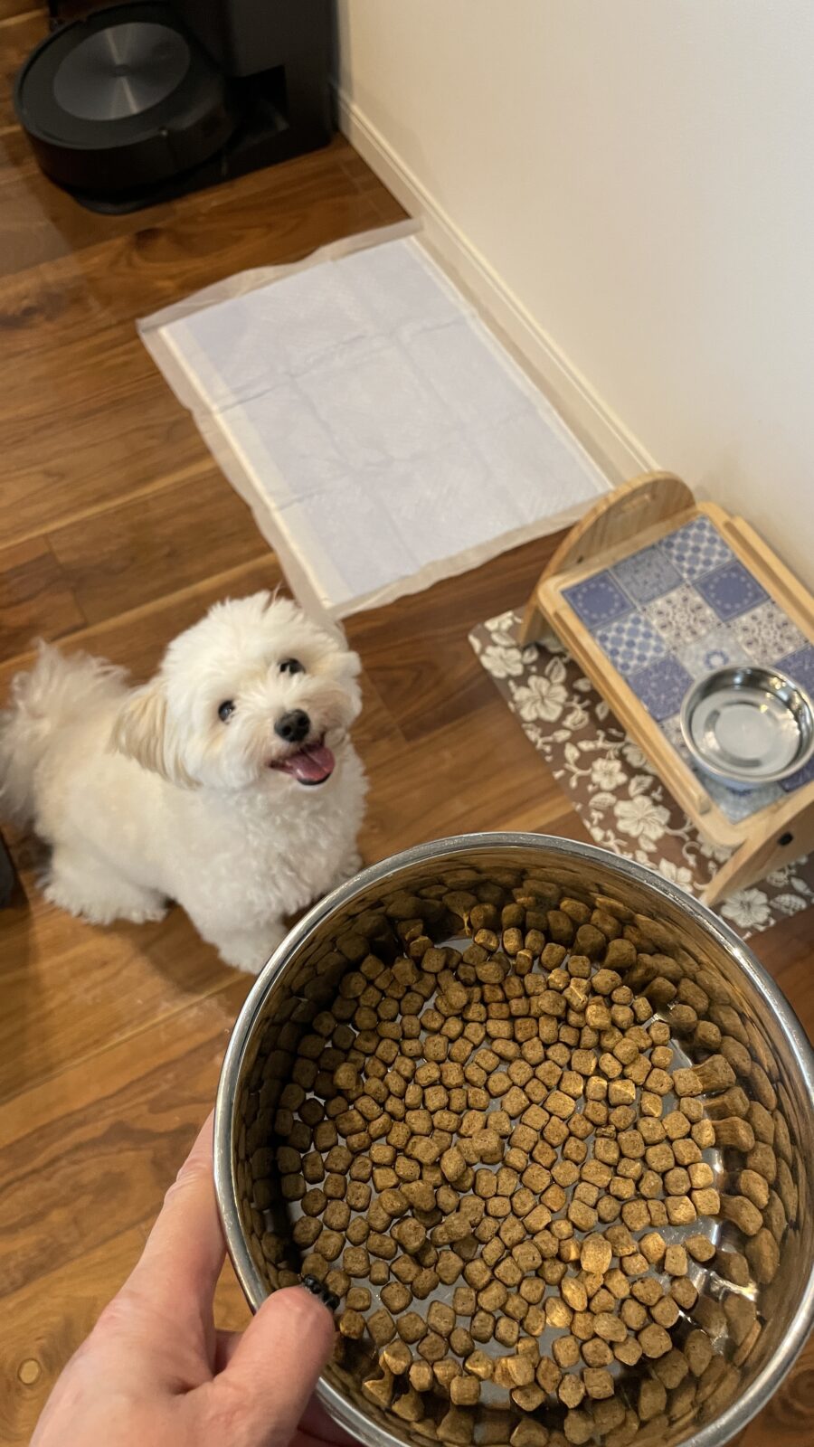 🐶お出迎えありがとう☺️