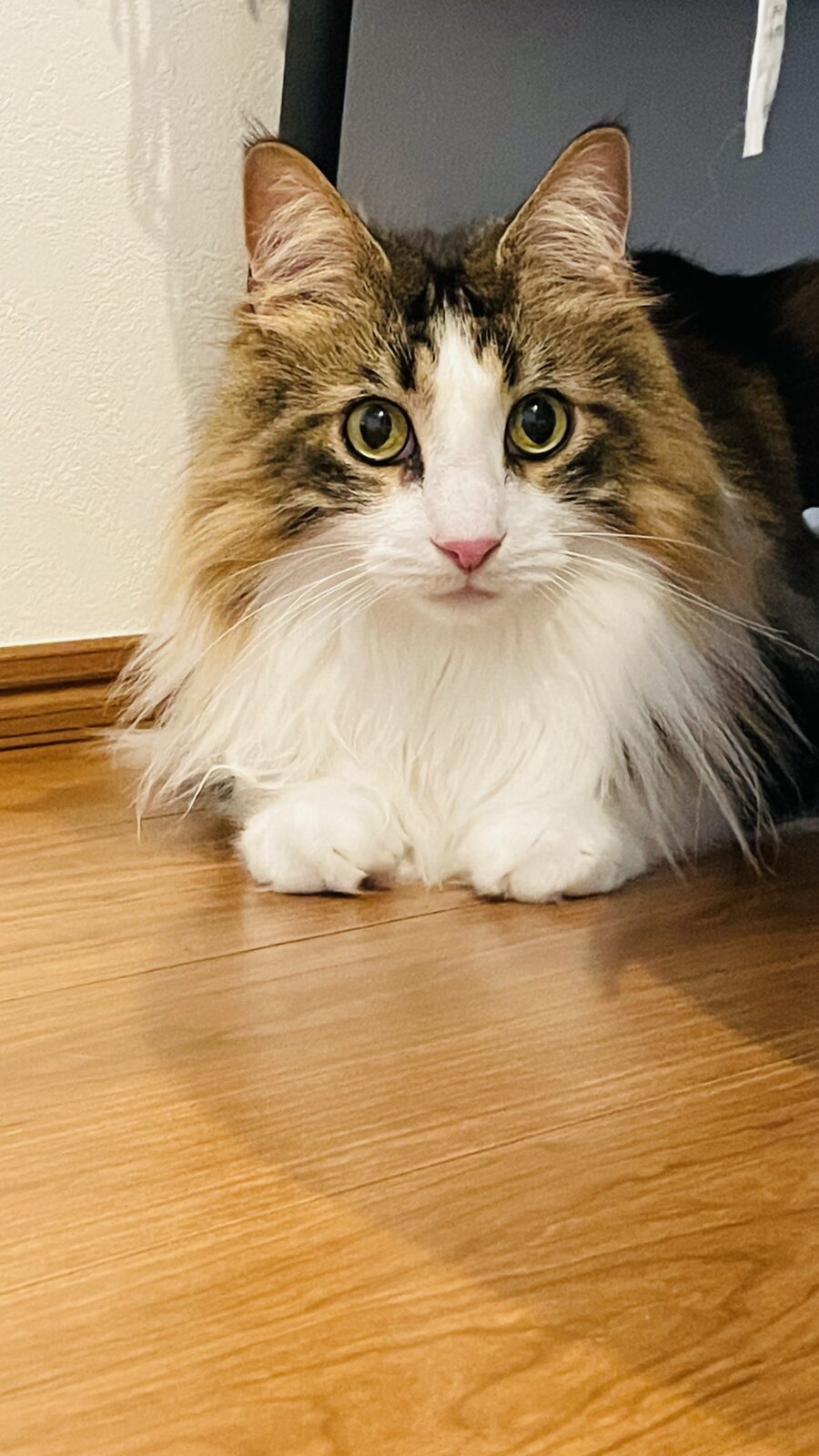 😺美男子💞😺