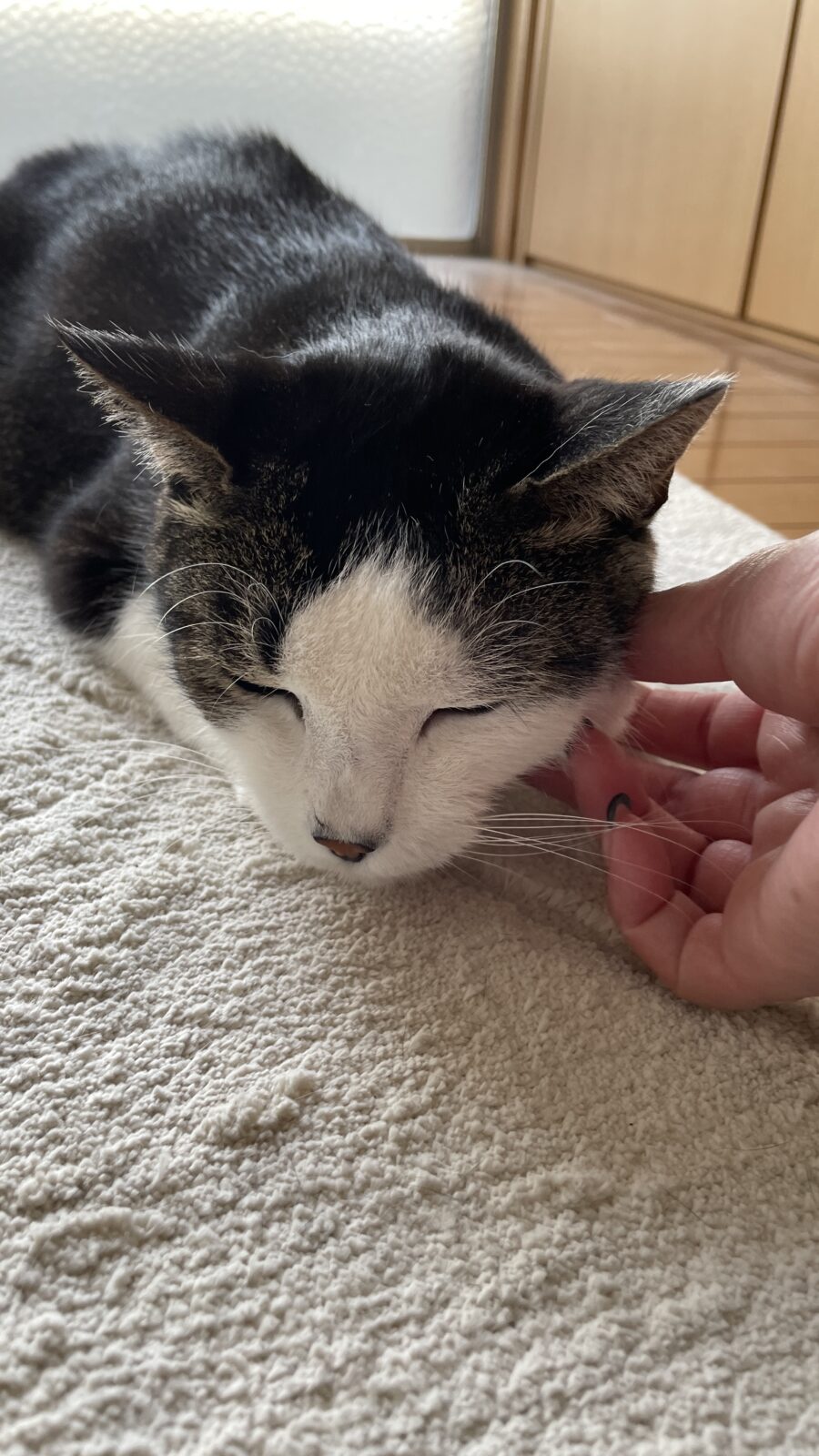 😺パンチからのダダダダ💨