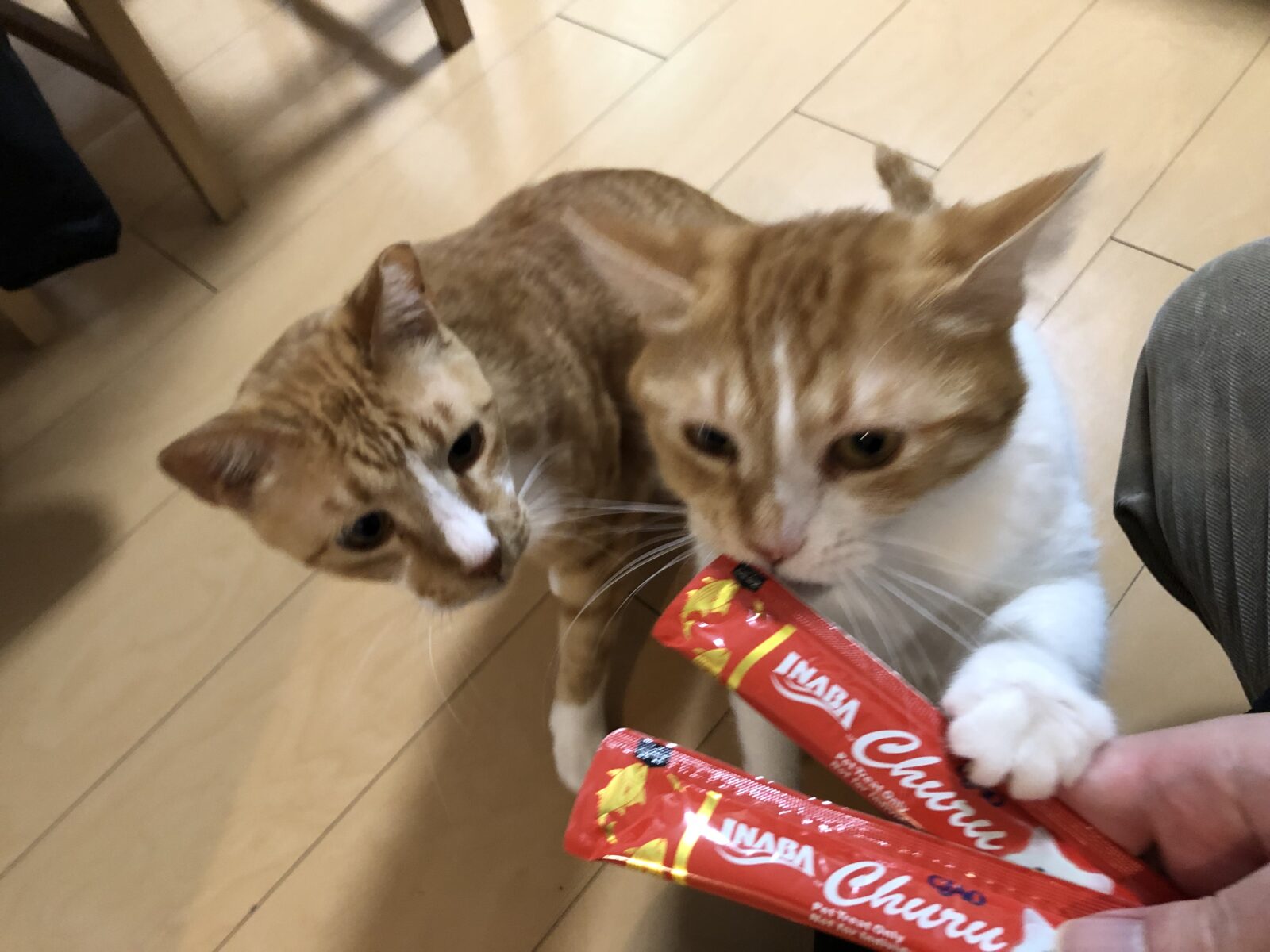 伊勢原市 とらおくん、いくらちゃん お世話ご紹介