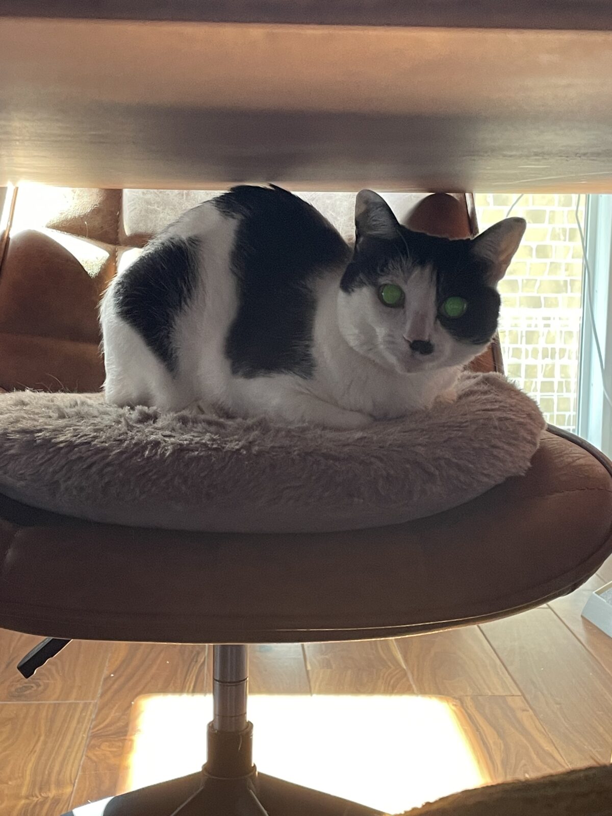 【八千代市】天天ちゃん、ちびくんのお世話報告