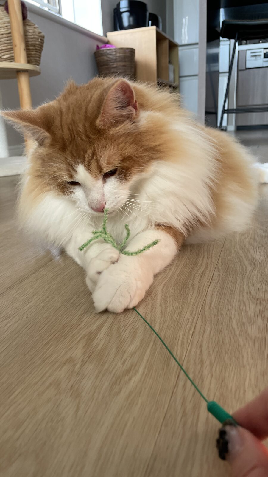 😺優雅で優しいニャンコさん☺️