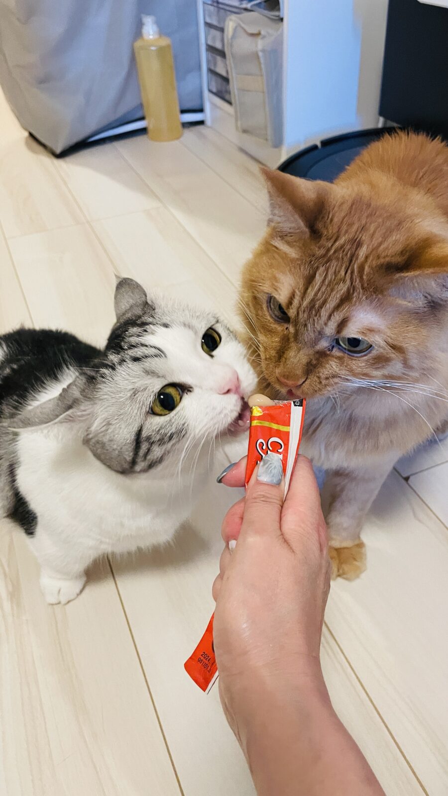 🐱ゆずり愛🐱