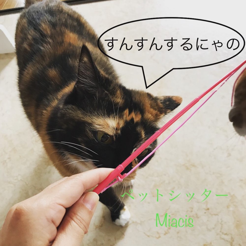 船橋の小梅ちゃんついに(*^-^*)そして日々成長？小鉄君