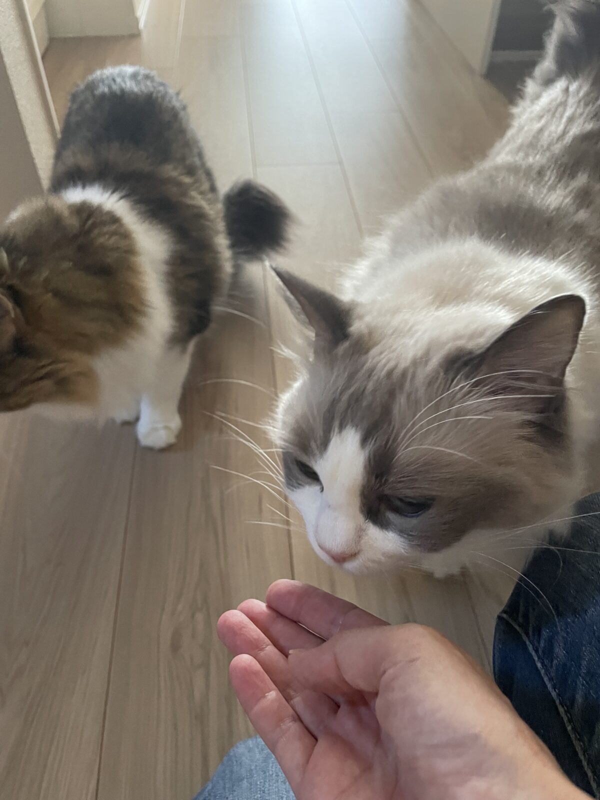 【習志野市】あめちゃん、てんちゃんのお世話報告