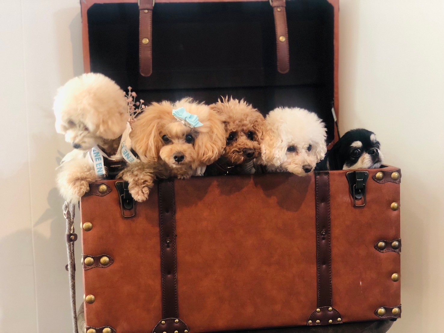 お出掛け情報　in能勢　能勢のとりこ