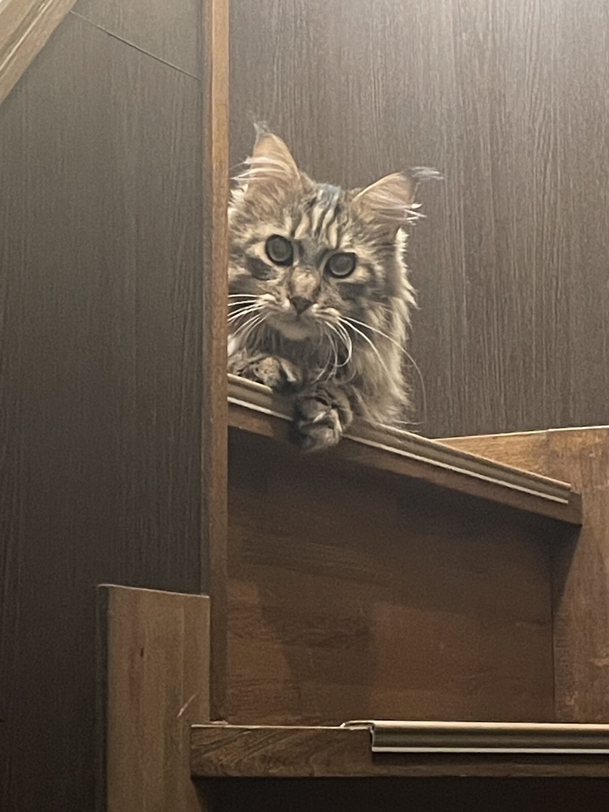 【八千代市】スパイクくんのお世話報告