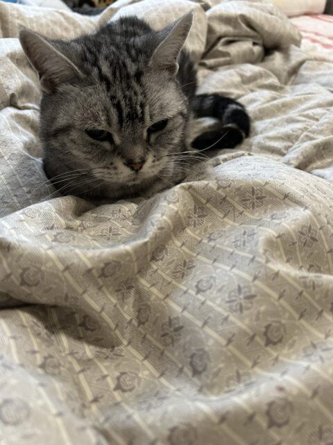 リピート様　チエちゃん（猫）のお世話😸