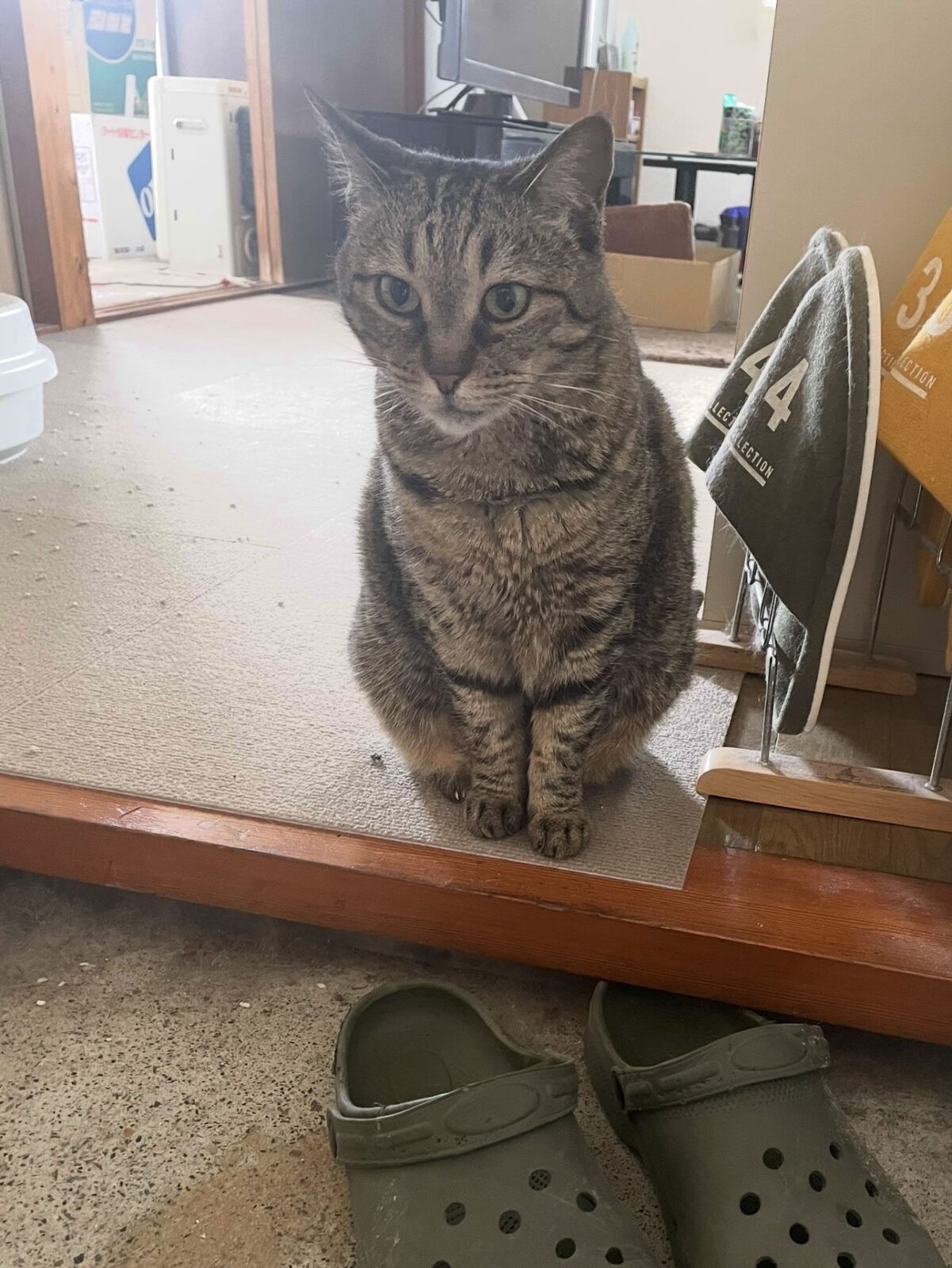 【千葉市・猫】チーちゃん、すずちゃん、ポンくん、ホクくんのお世話報告