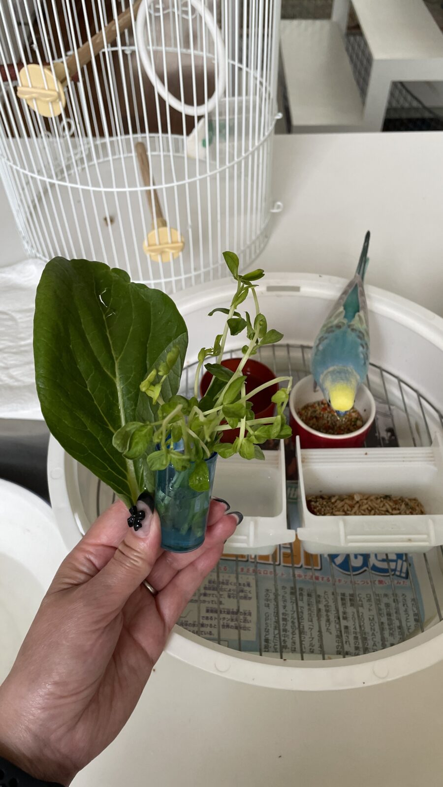 🦜歌上手だね☺️