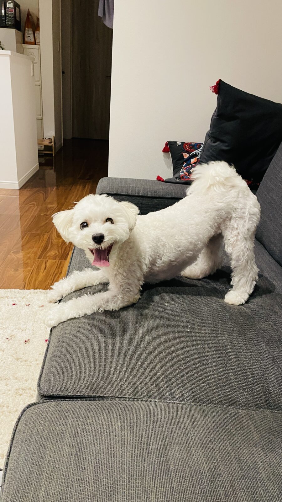 🐶元気いっぱい✨🐶