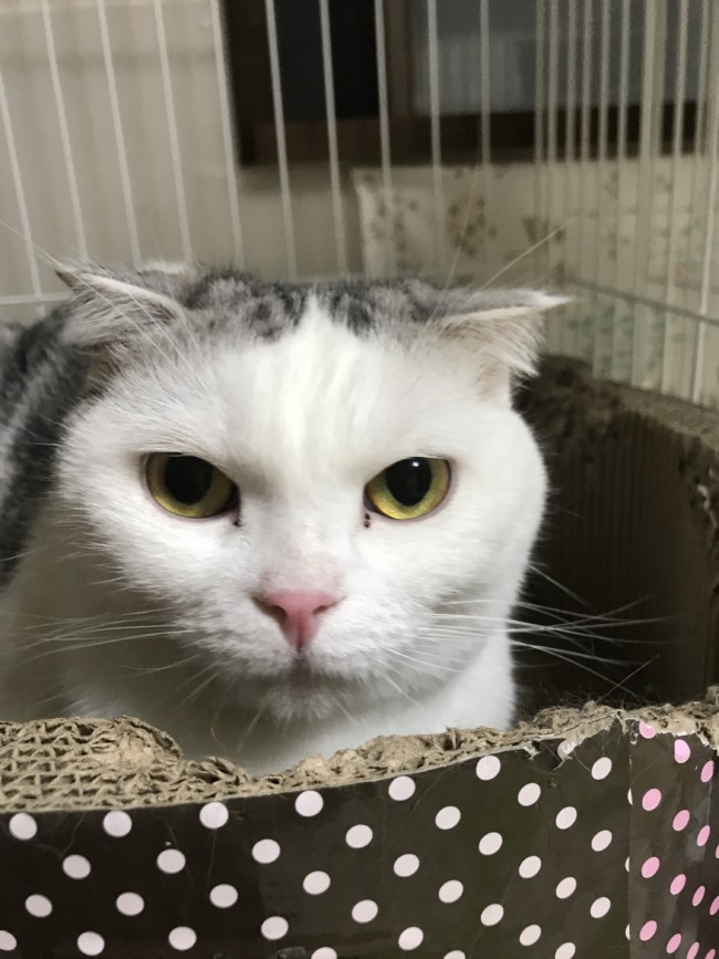 ペットホテル　スコティッシュフォールド　キキくん