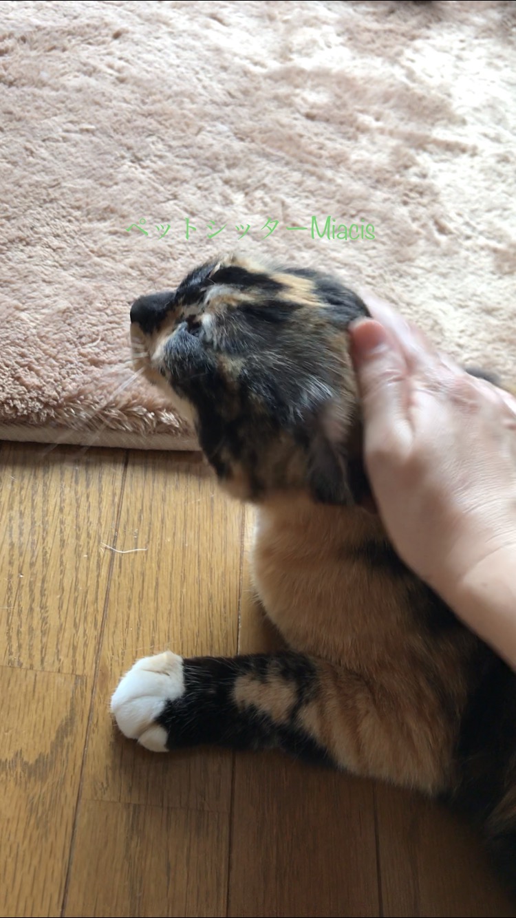 船橋でお留守番小梅ちゃんが遂に♪