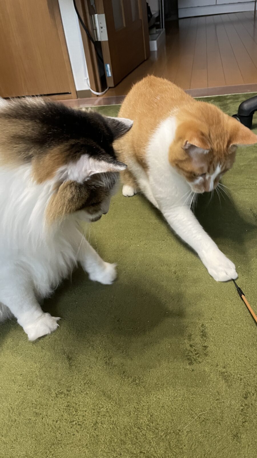 😺仲良し兄弟　後半編😺