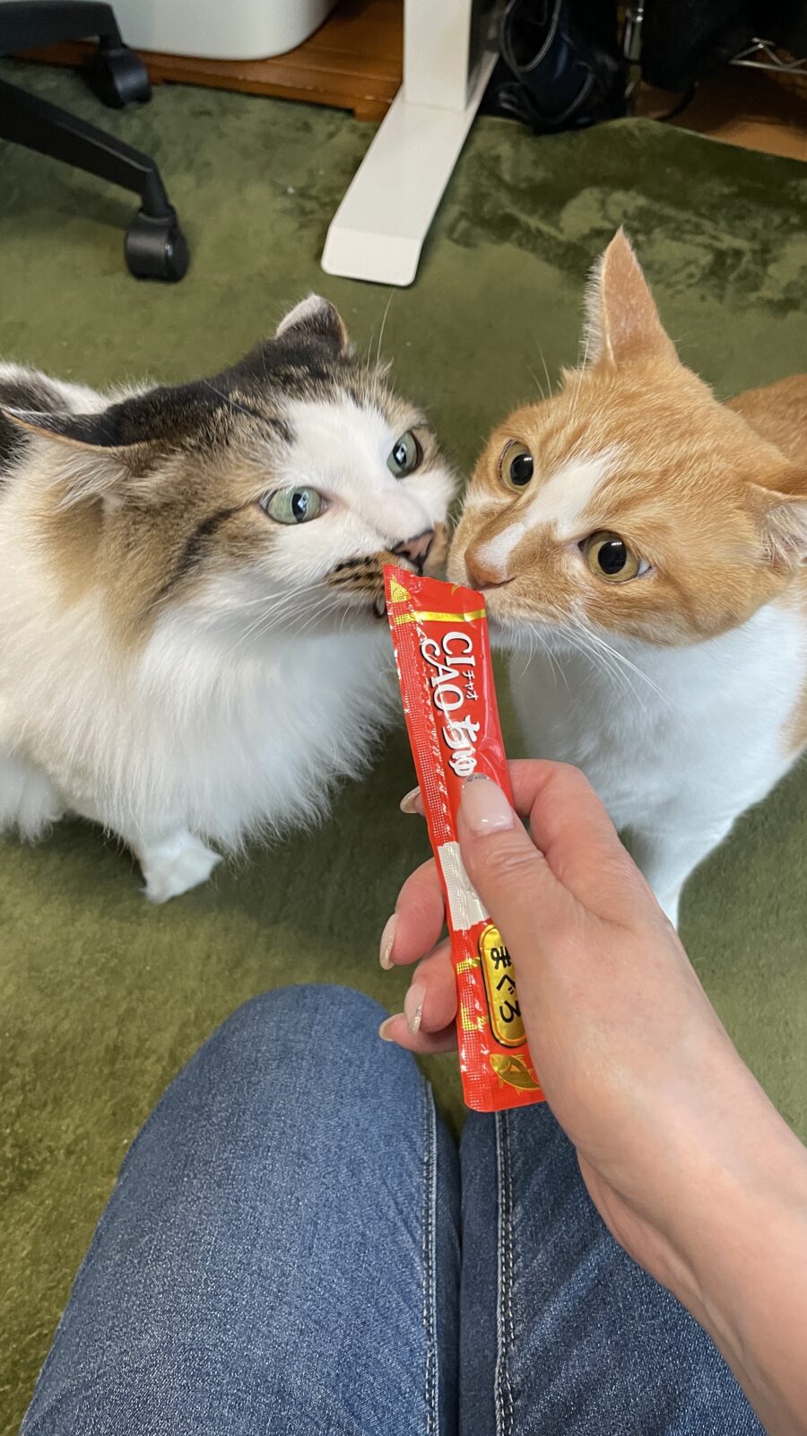 動物取扱責任者研修を受講してきました