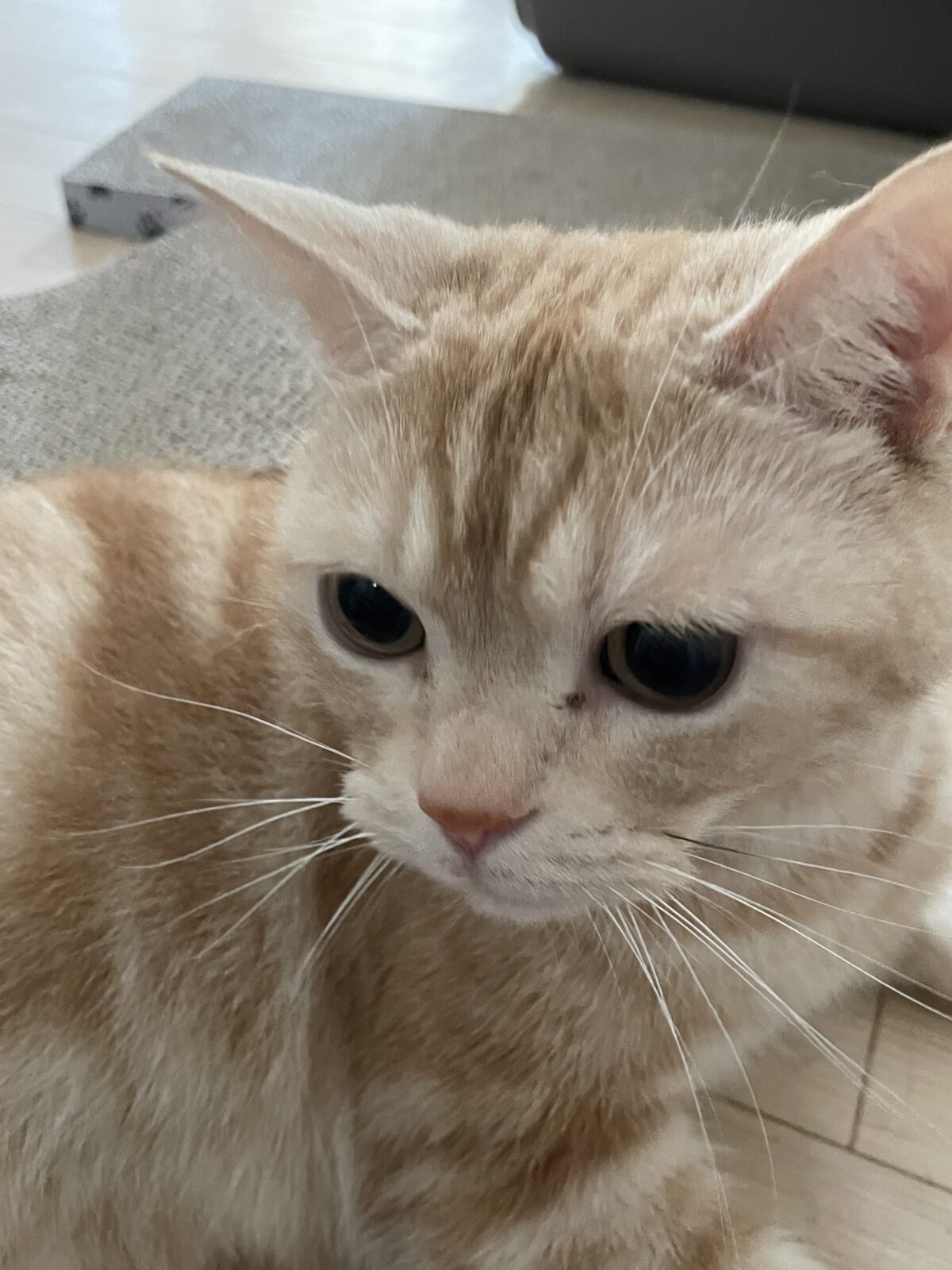 船橋市　キビくんのお世話報告