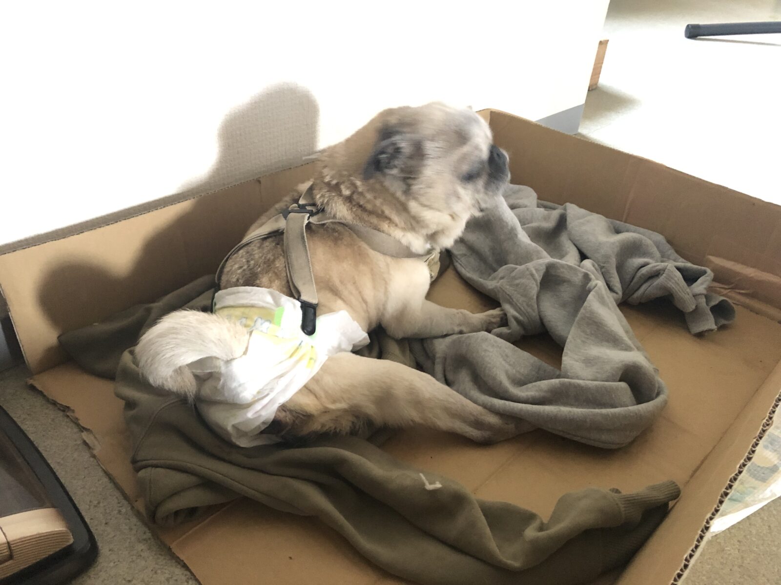 伊勢原市 小町ちゃん リピートのご依頼