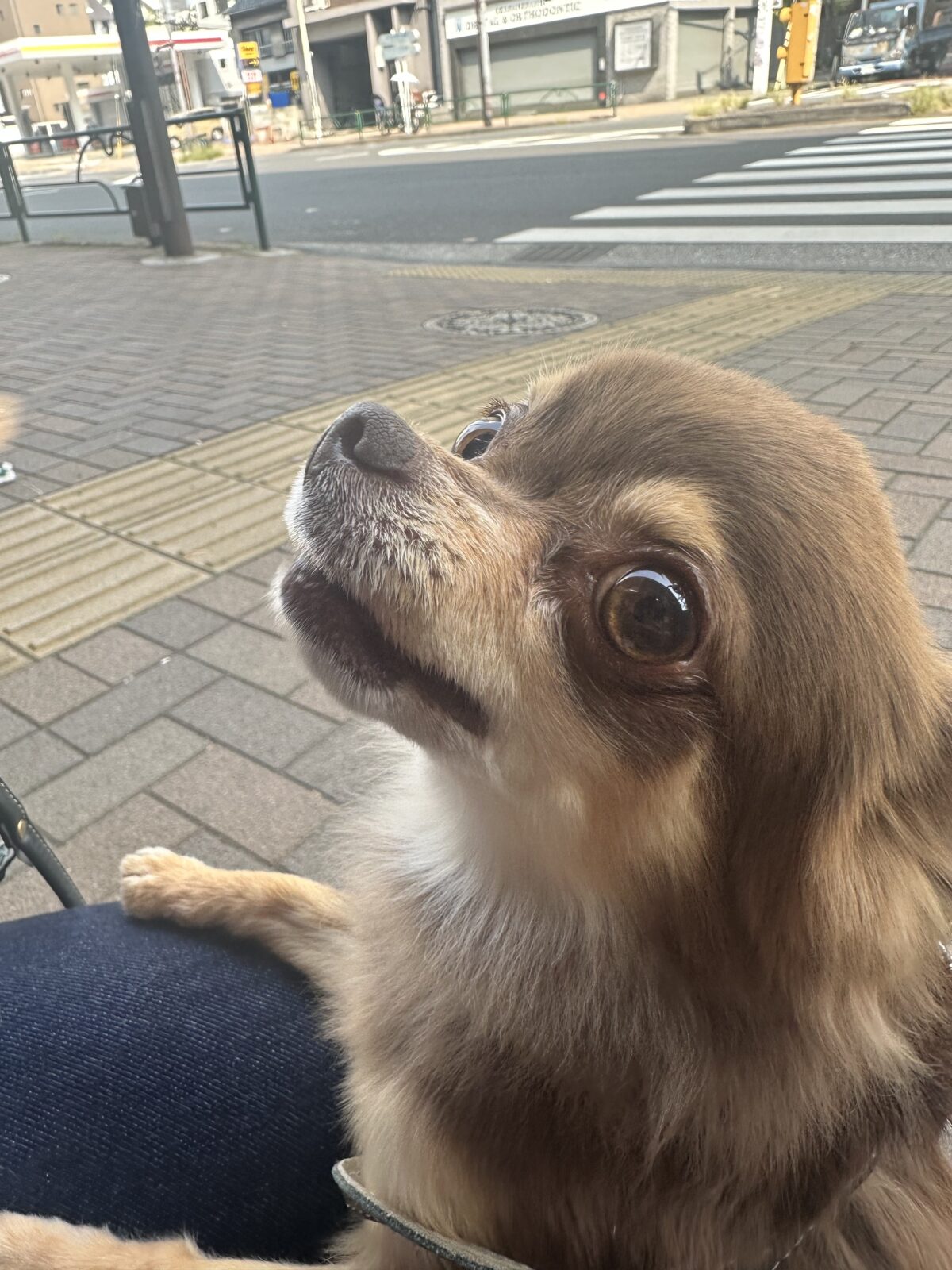 麻布十番 レオンくん