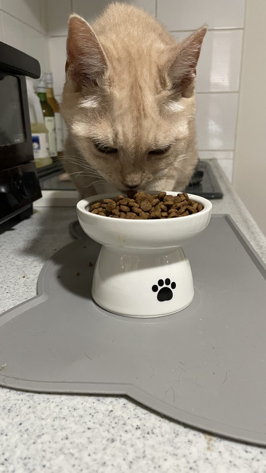 😺お久しぶりにゃんこさん☺️