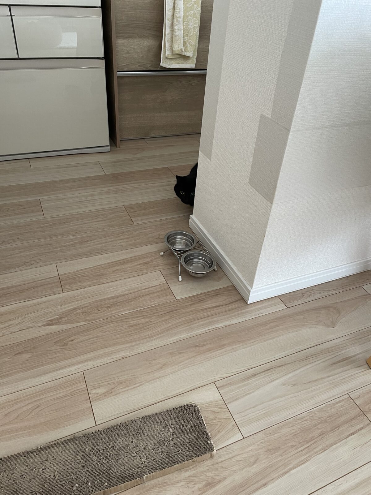 船橋市　チャチャちゃんと猫ちゃんズお世話報告