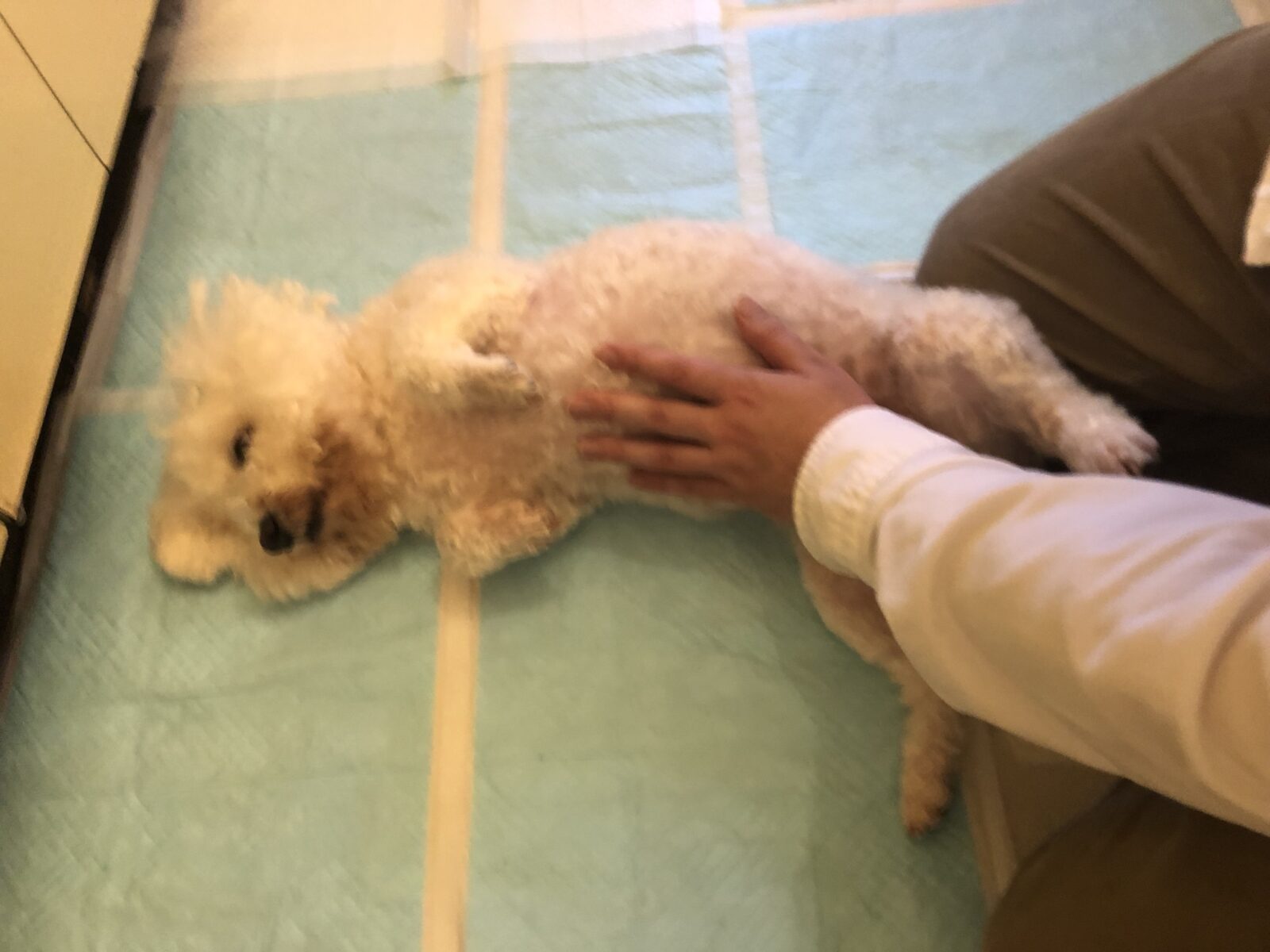 お出掛け情報　ｉｎ奈良桜井市　長谷寺