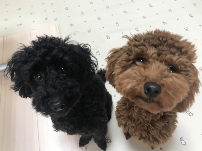 ペットホテル　トイプードル　ロビンちゃんとレブルくん