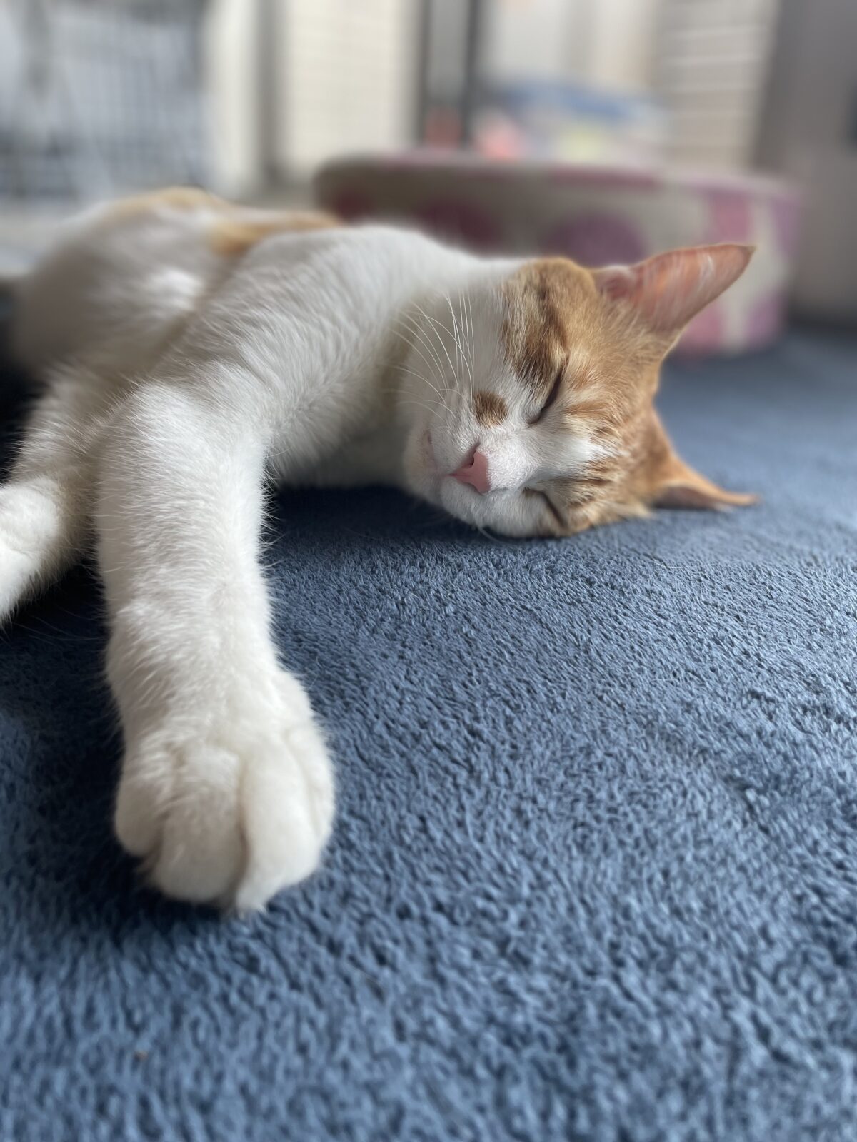 臨時休業のお知らせ