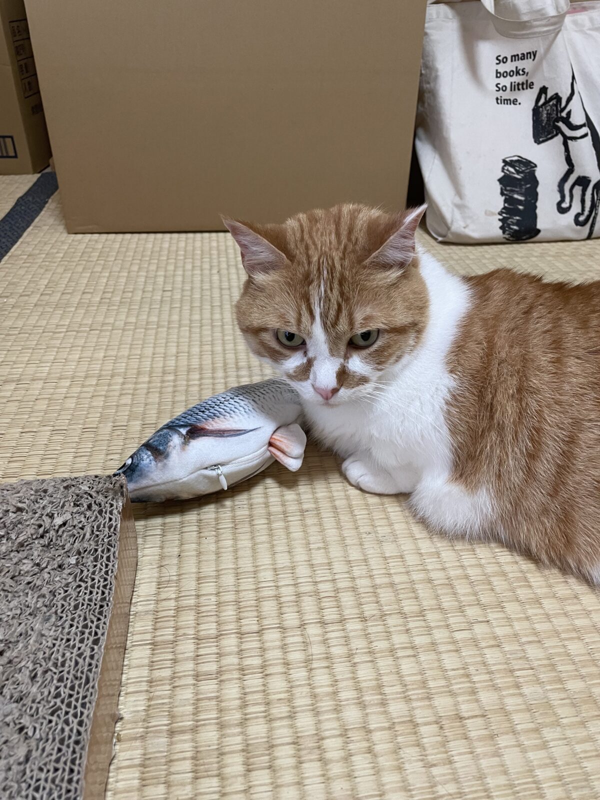 船橋市　むさしくんのお世話報告