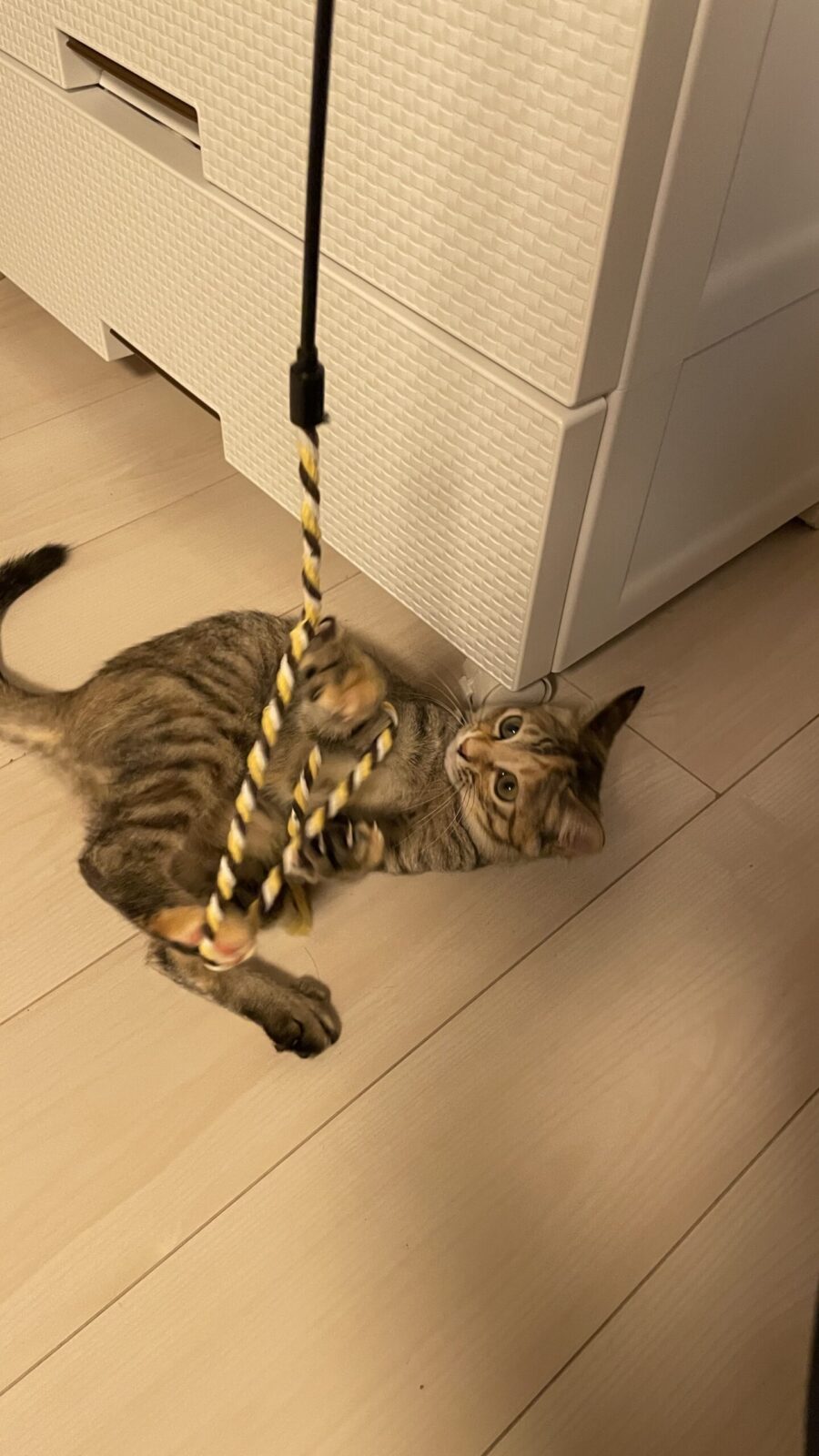 😺新しいお友達☺️