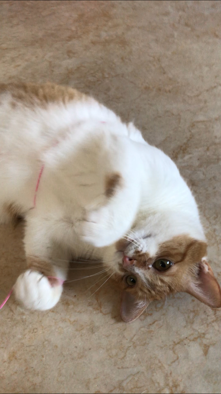 船橋市の小梅ちゃんと小鉄君のお留守番16日目