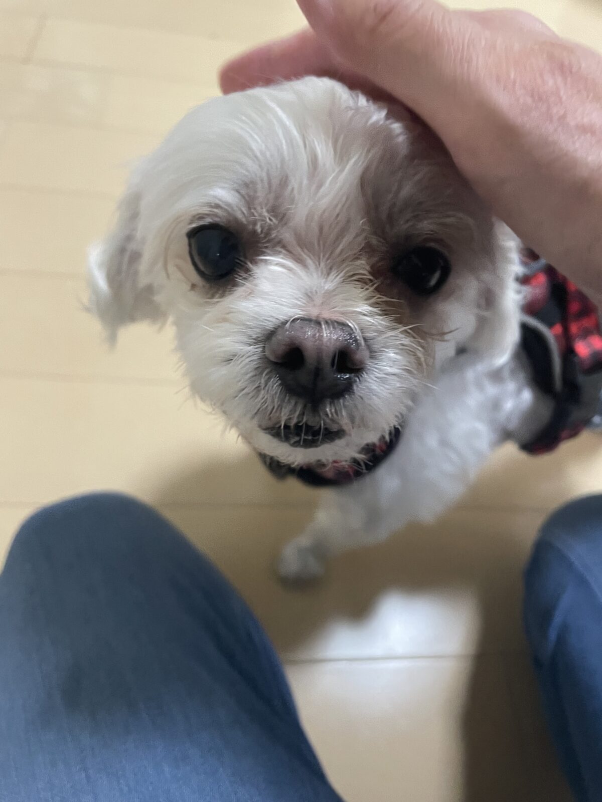 【八千代市】れおくん、りんちゃん、るいくんのお世話報告