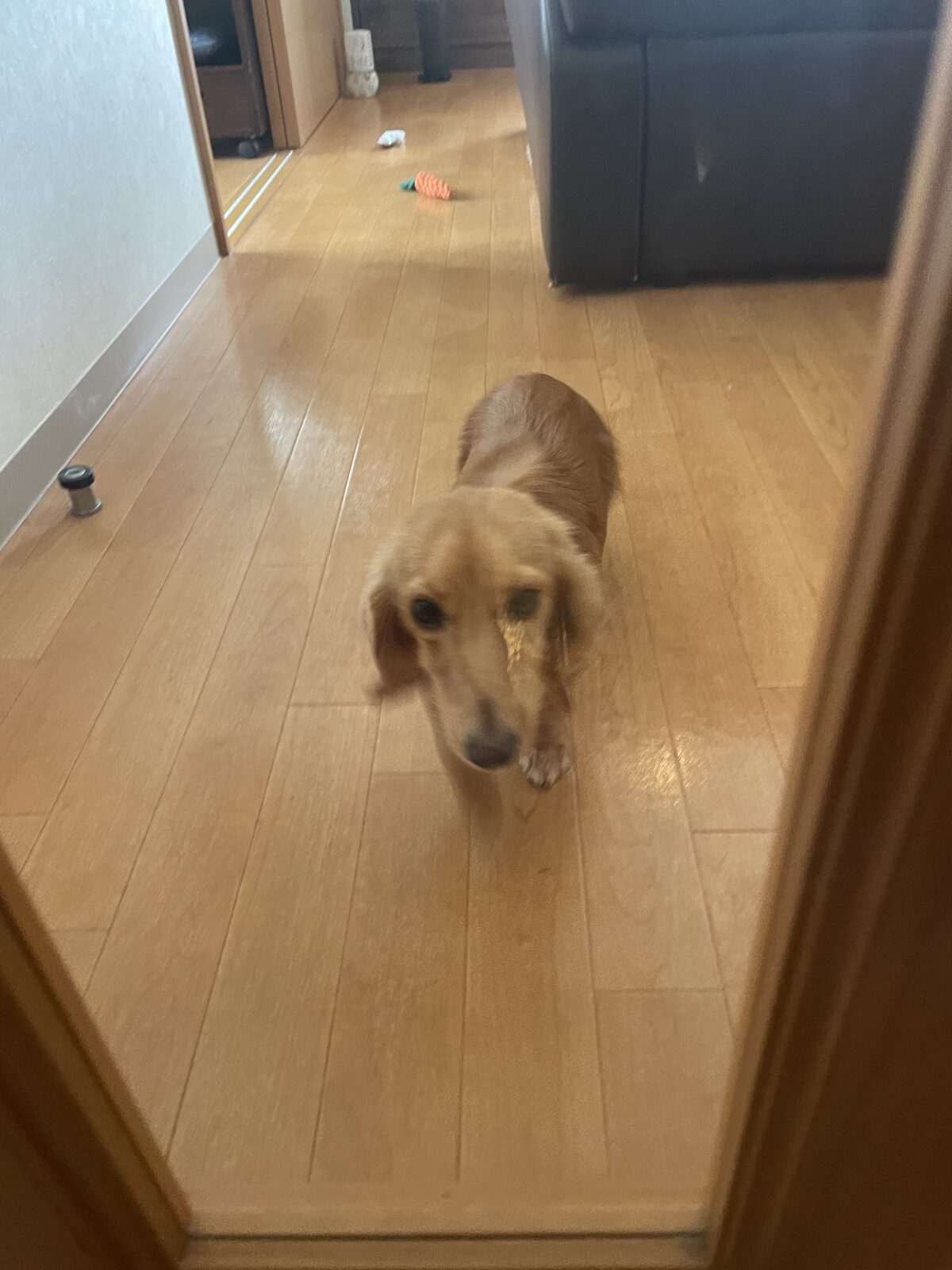 【八千代市・犬】モネちゃんのお世話報告