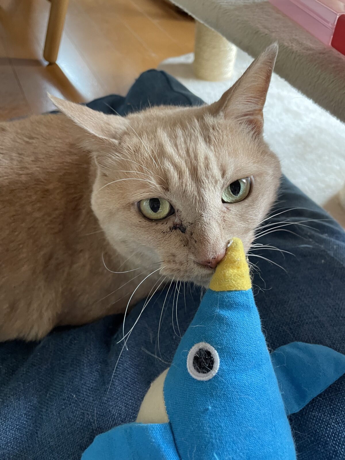 【習志野市】とらきちくんふじちゃんのお世話報告