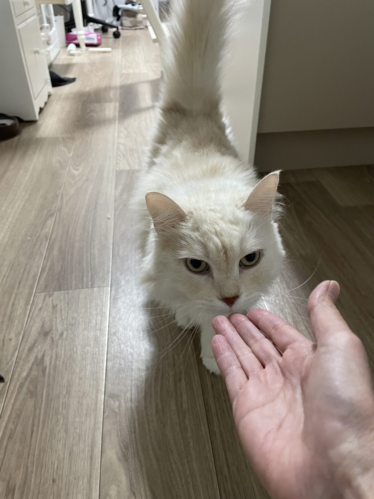 【八千代市】ミュシャくんのお世話報告