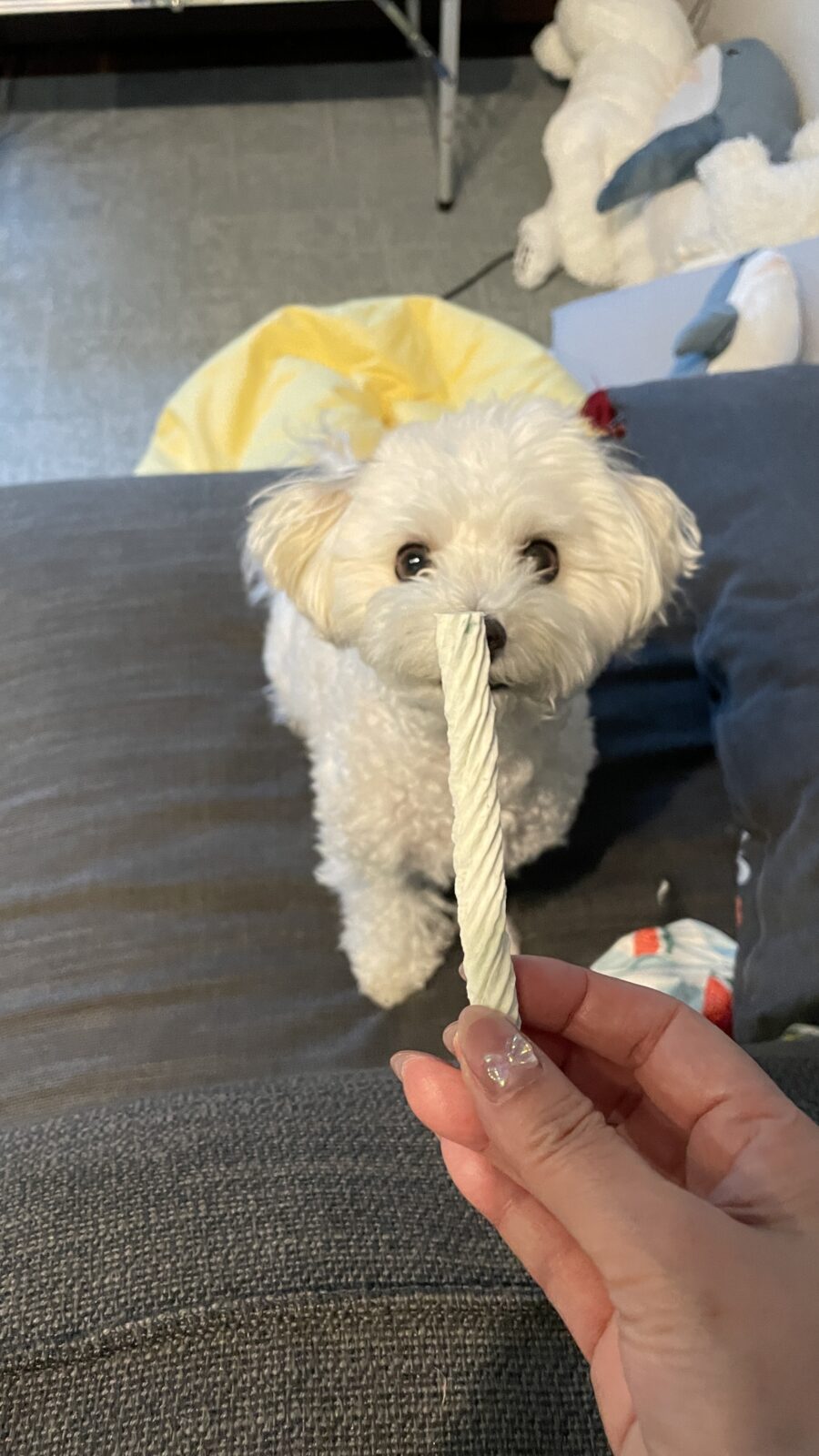 🐶室内でゆっくり遊んだよ☺️