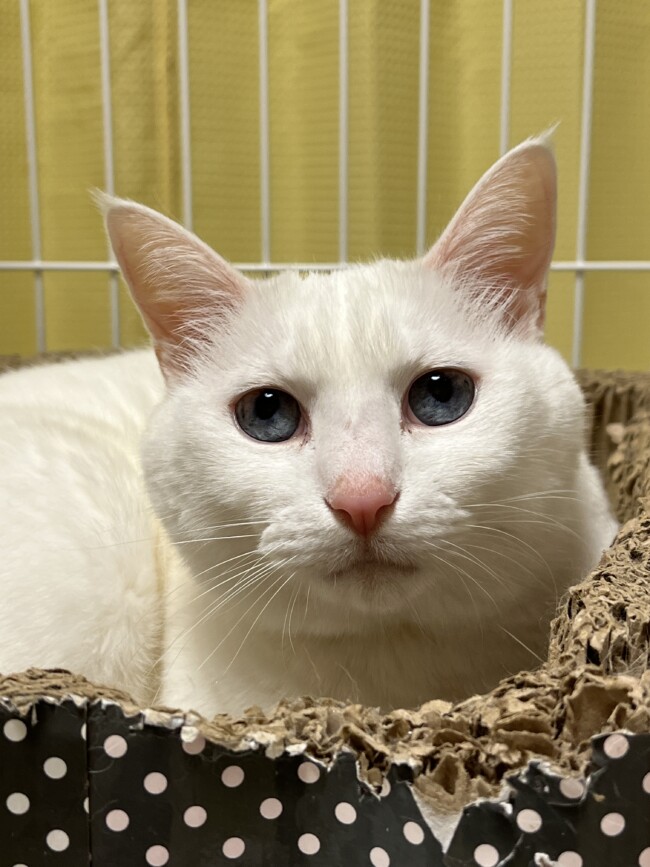 ペットホテル　白猫　ララちゃん