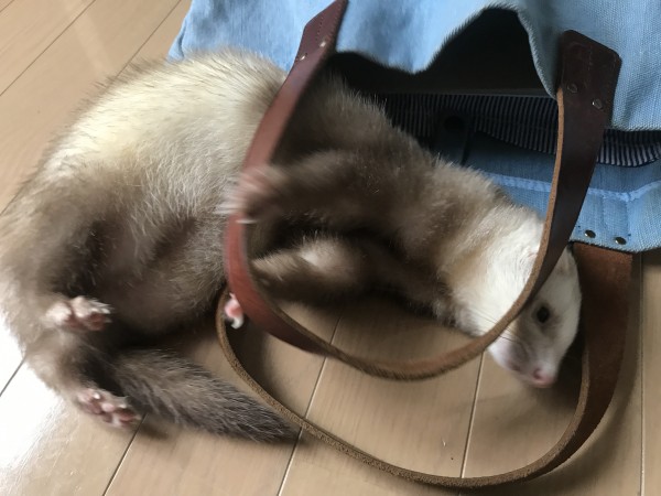 フェレットのニコ君　港北区のペットシッター