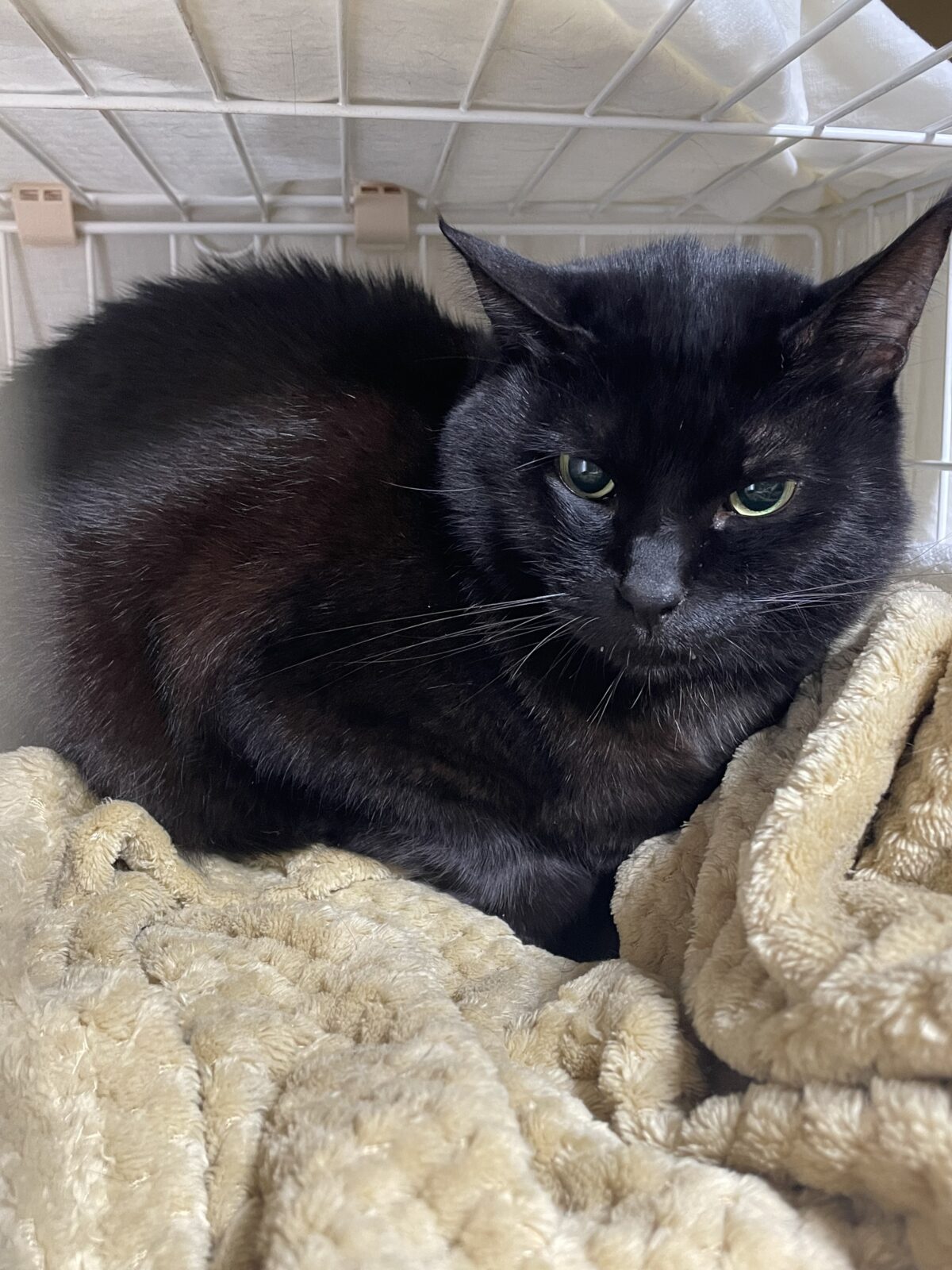 【船橋市・猫】虚空くんのお世話報告