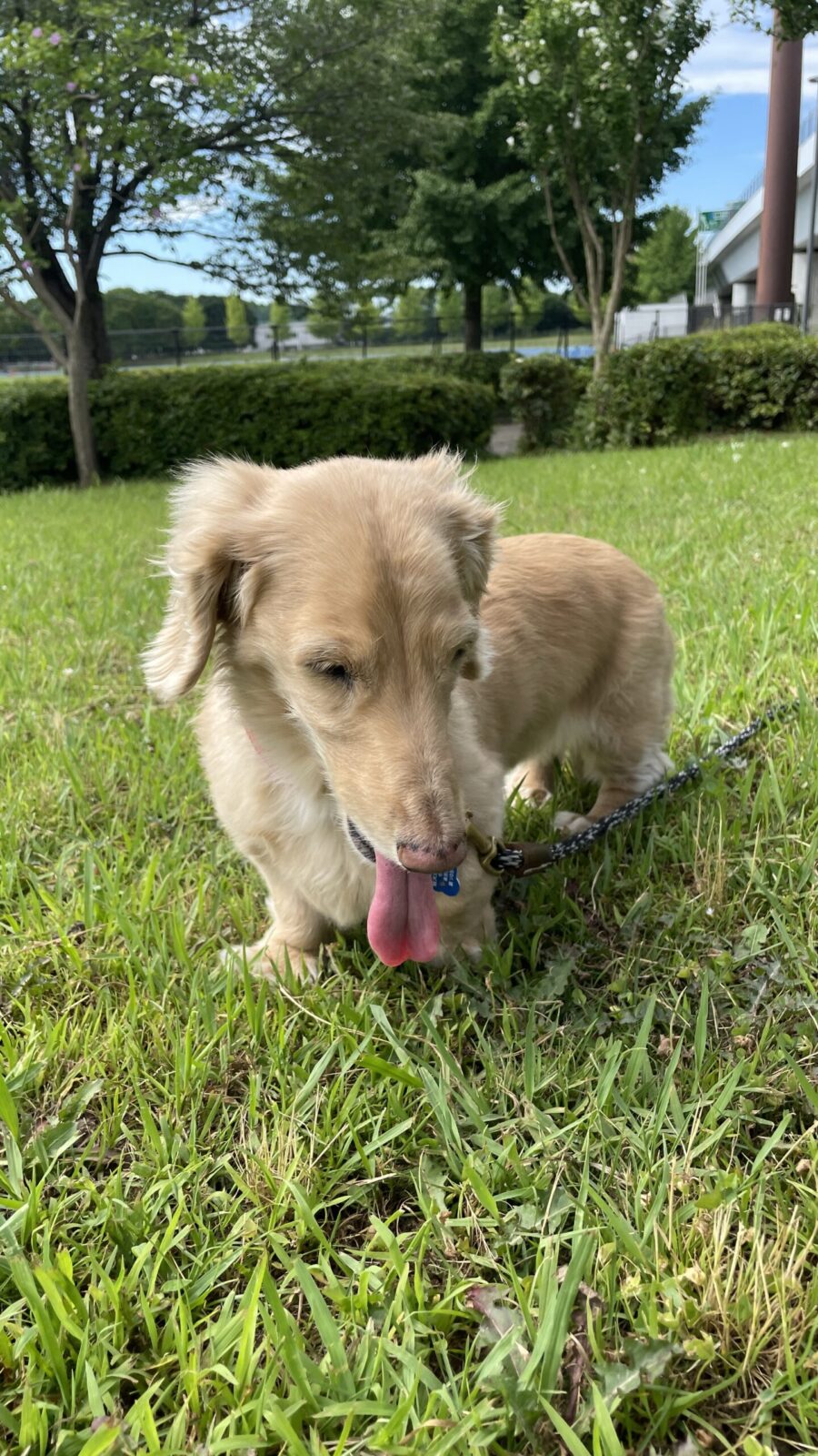 🐶うちの子紹介