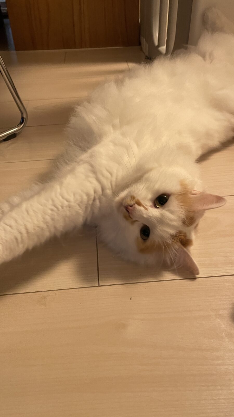 😺もこもこにゃんこ😺