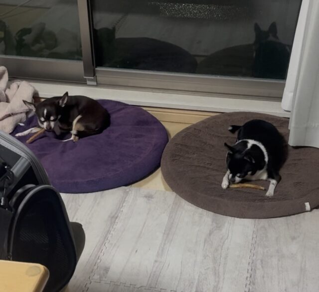 船橋市　くうすけくんとこむぎちゃんのお世話