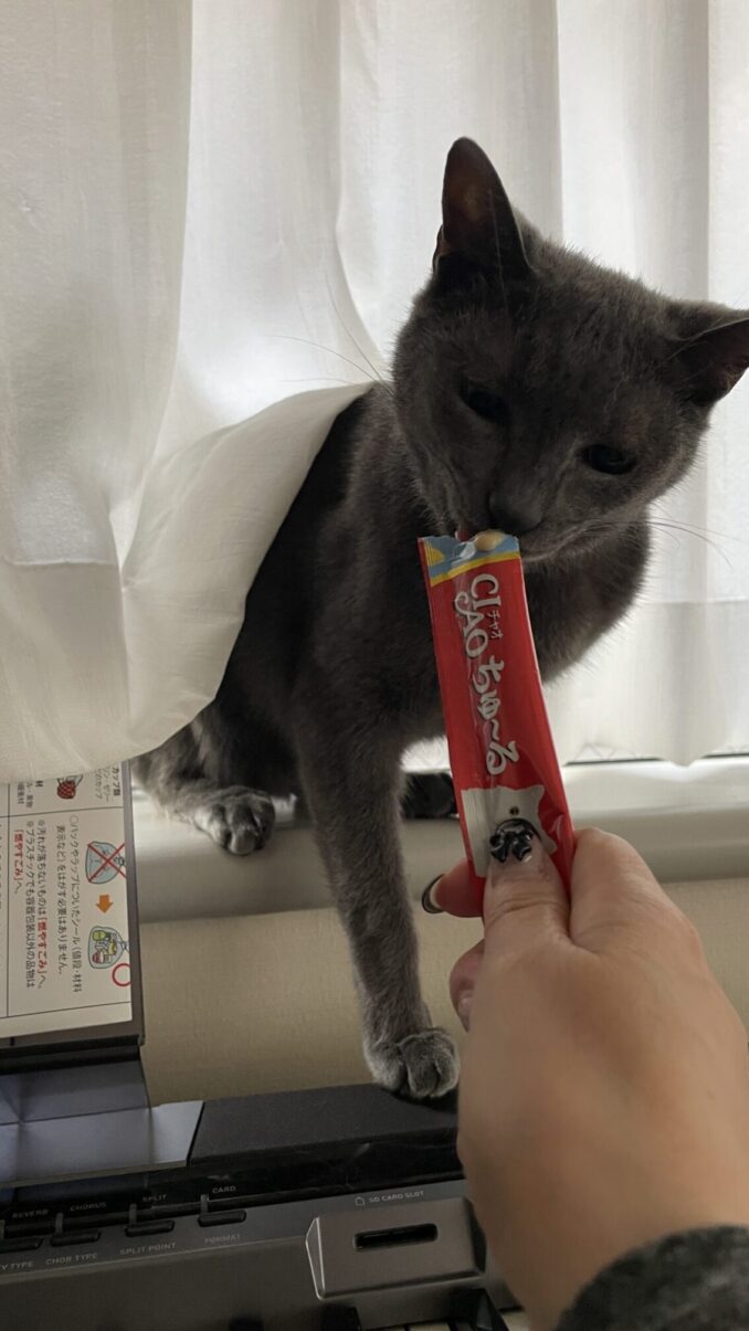 😺手から食べてくれた💕