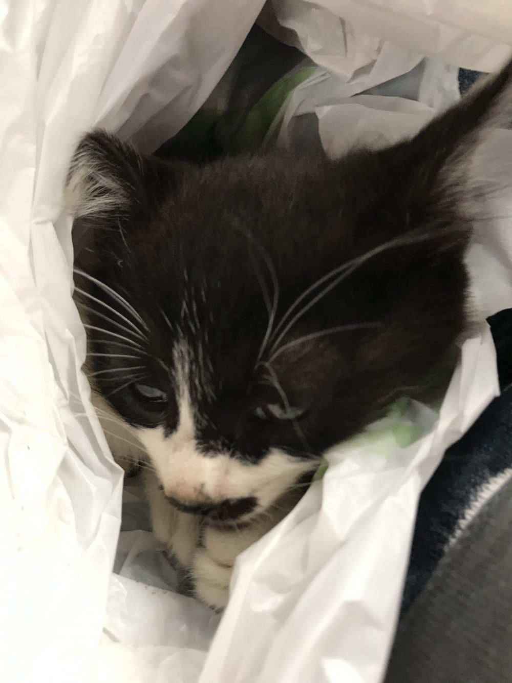 仔猫物語part2　八千代市　轢かれた？動画有