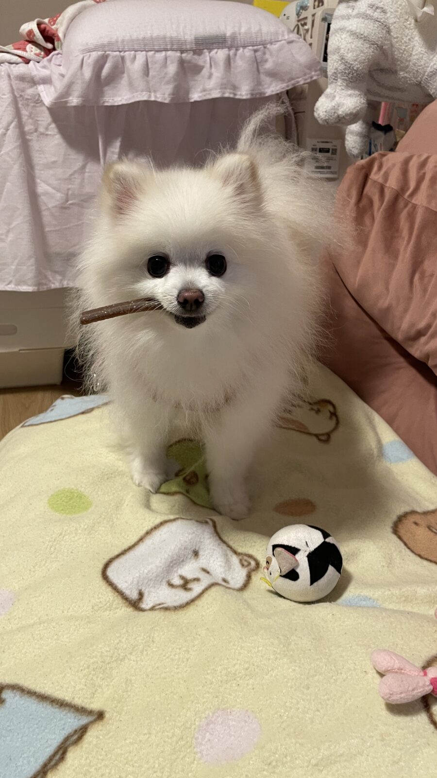 🐶初めましてのお友達🐶