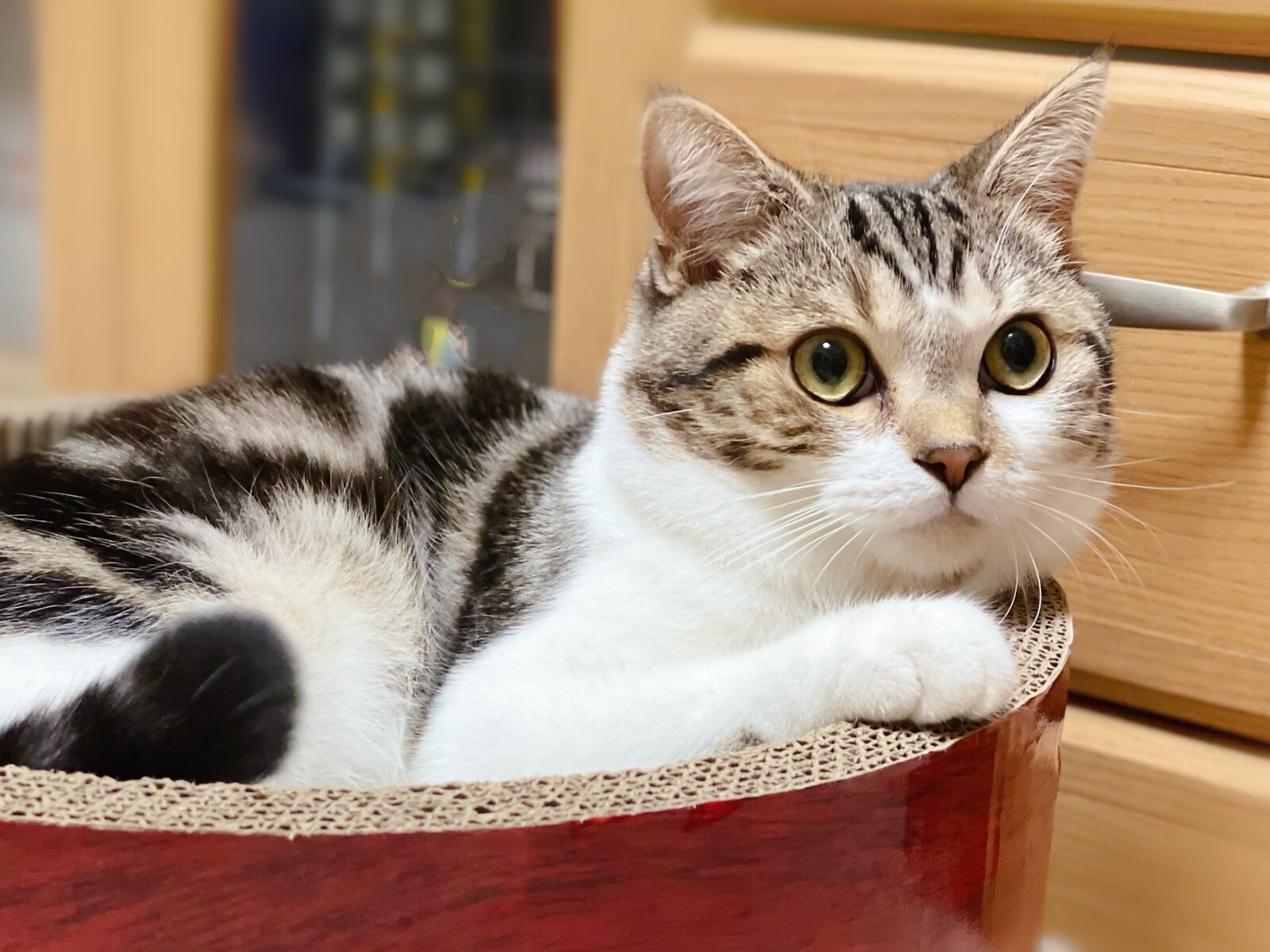 京都市 北区 マンチカンの猫ちゃん