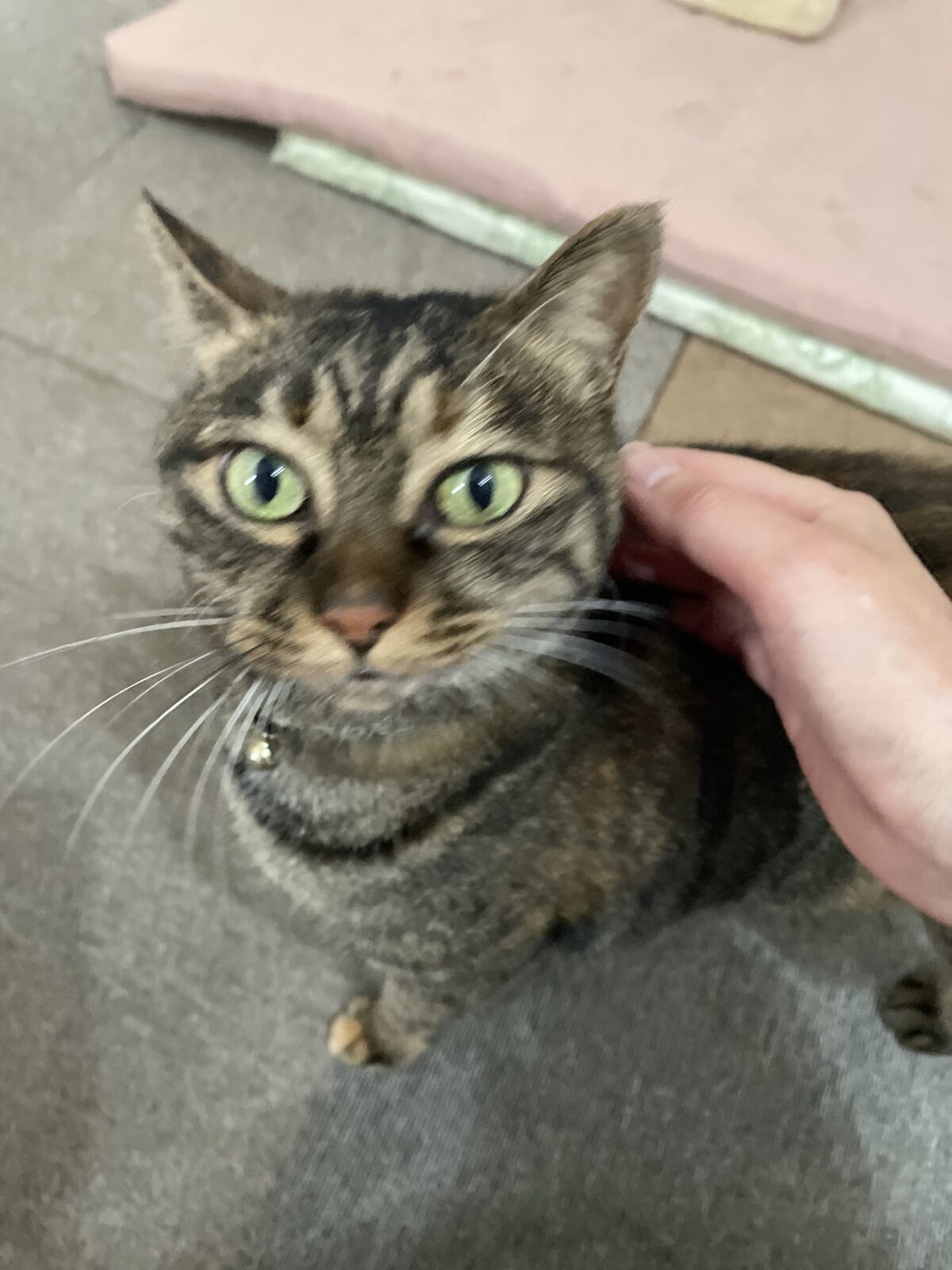 【船橋市】デカプリオくんアリスちゃんお世話報告