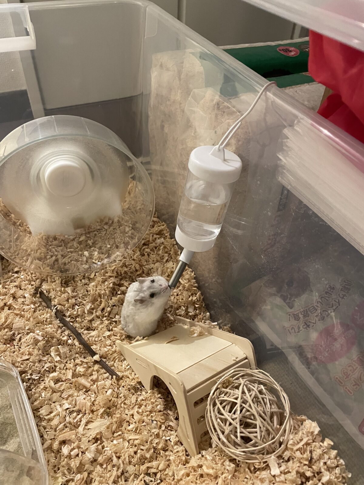 【習志野市】ハムスター9ンズお世話報告