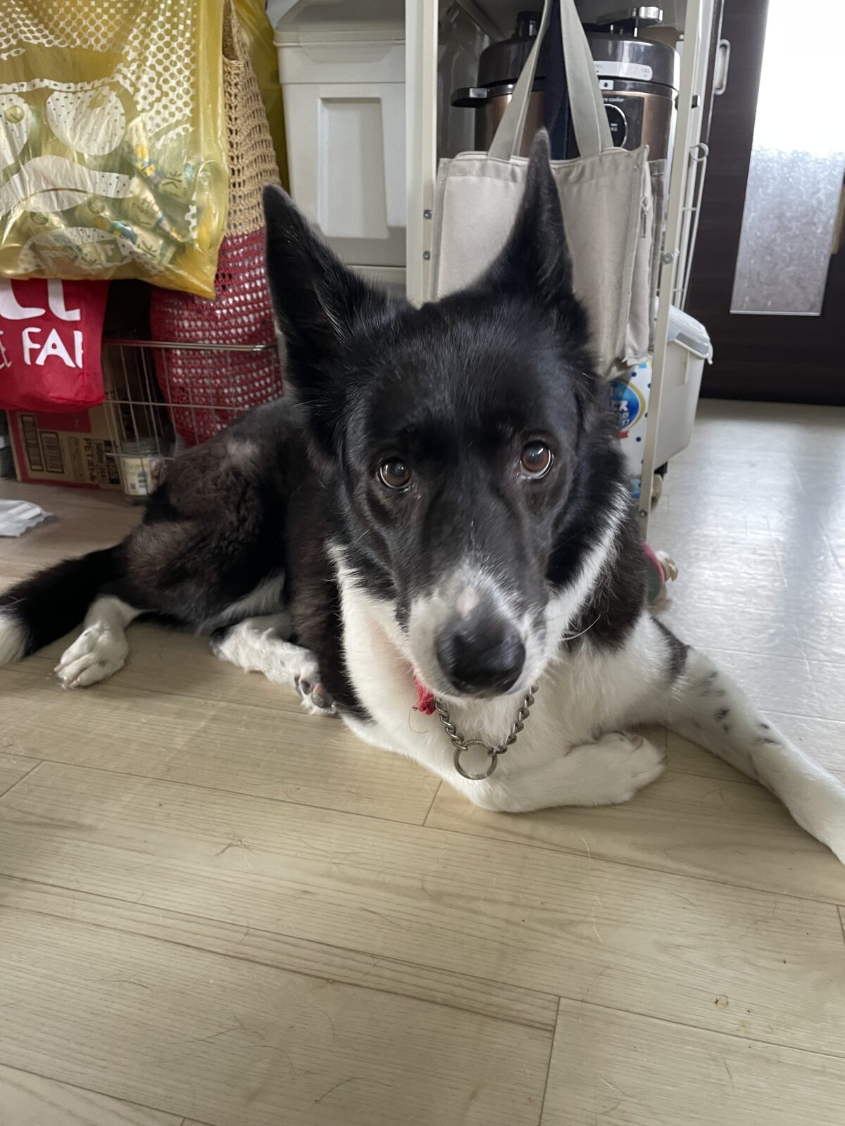 【八千代市】ヨナちゃん、サラちゃんのお世話報告